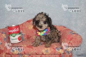 Featured Puppy - Valarie